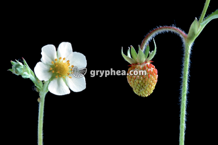 Fraisier des bois (Fragaria vesca) - fleur et jeune fruit - gryphea.com